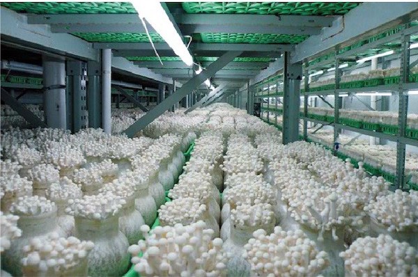 Use cold storage to preserve mushrooms to ensure quality before processing