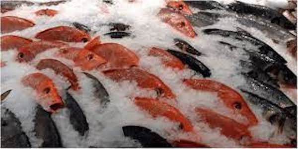 Cold storage to preserve fish is very important