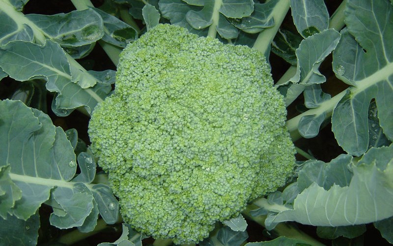 Broccoli is a favorite food of many people
